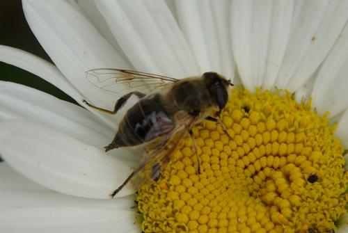 Eristalis tenax